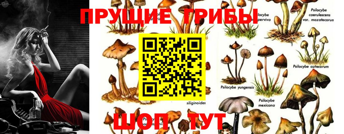 Псилоцибиновые грибы Cubensis Стерлитамак
